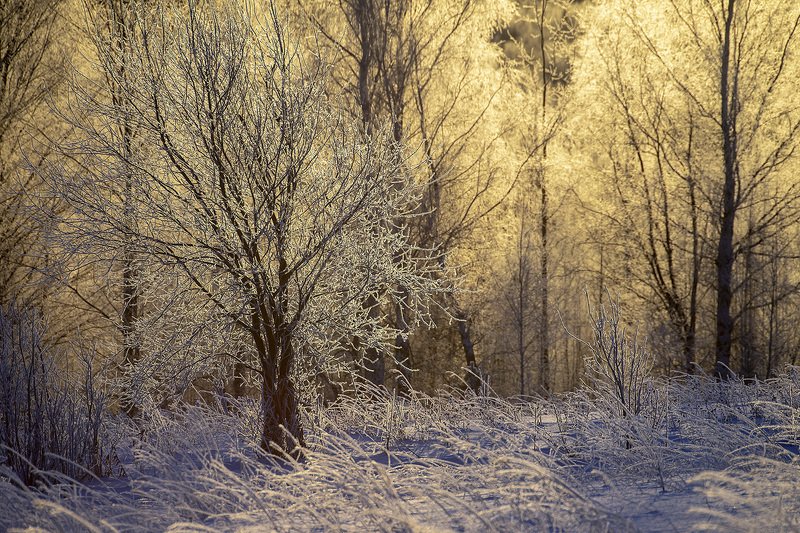 изморозь, утро, Рождество Рождественское утро фото превью