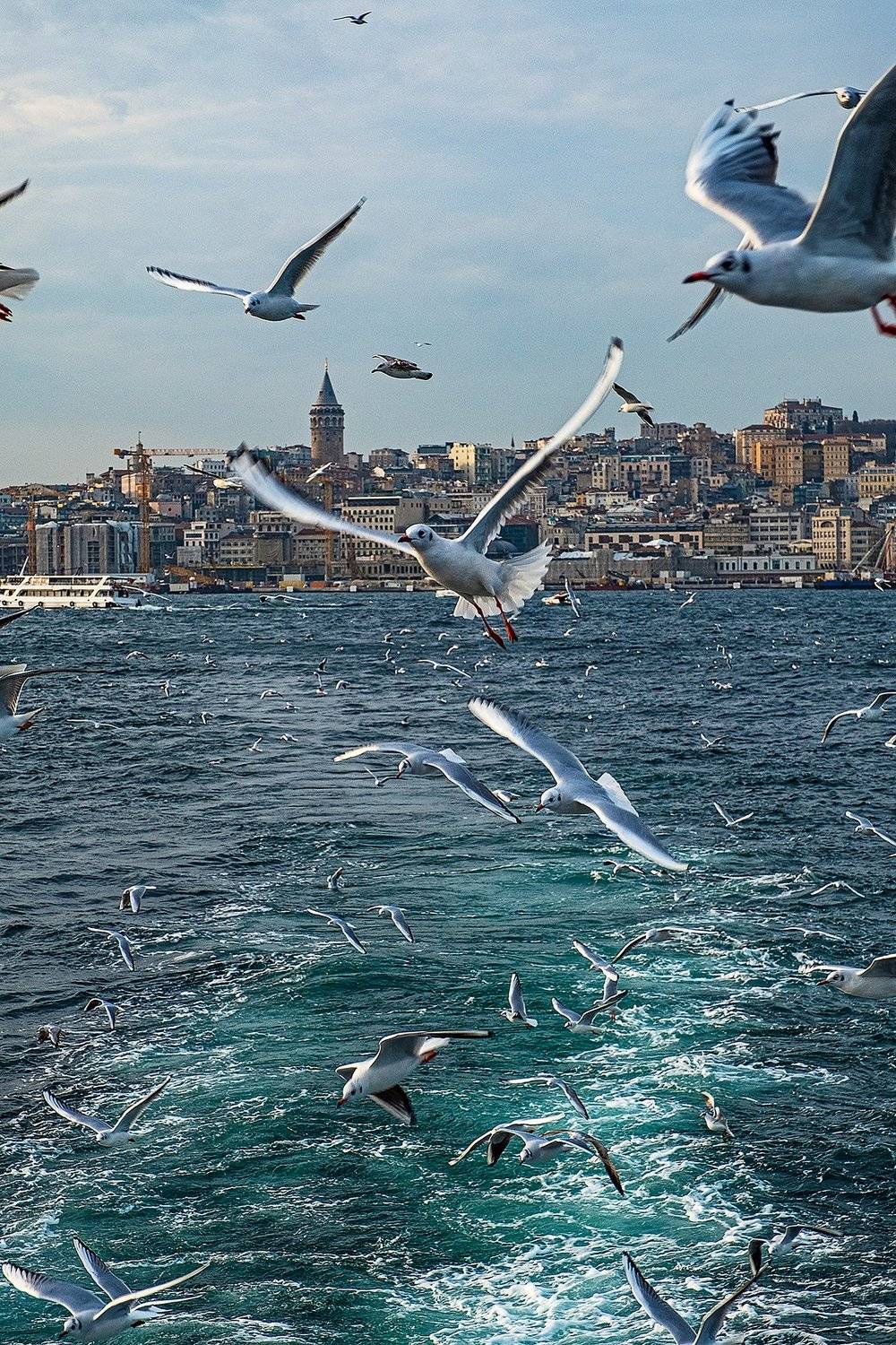 istanbul, bosphorus, seagull, turkey, стамбул, босфор, турция, чайка, Владимир Эделев