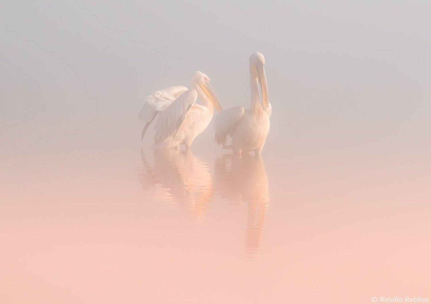 пеликаны,белые пеликаны,ангелы,птицы,животные,утро,туман,минимализм,умиротворение,природа, Наталья Рублина