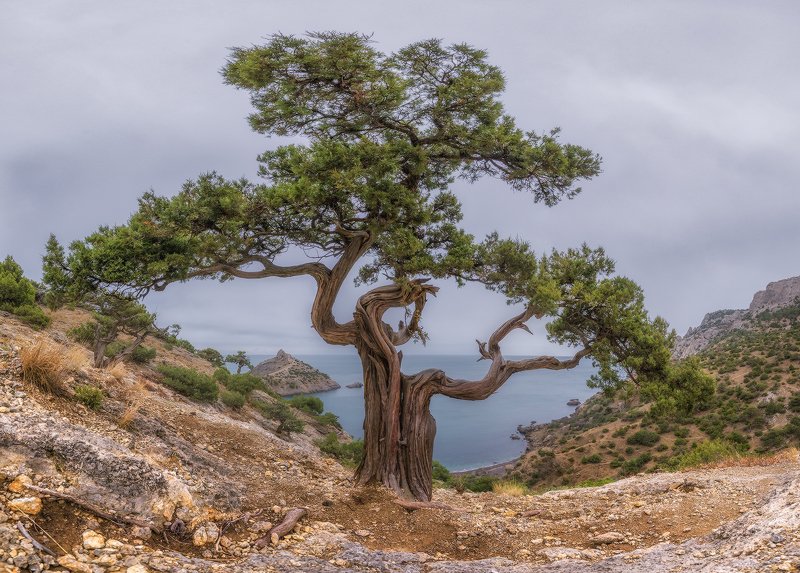 Тоска фотографа фото превью