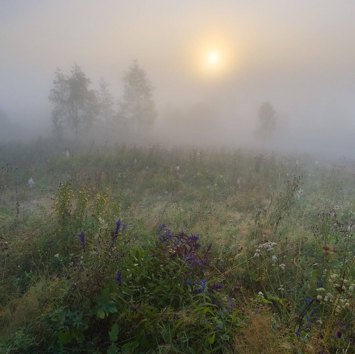лето, утро, туман, рассвет, роса, солнце, луг, Прикарпатье, пейзаж, foggy, morning, summer, landscape, dawn, sunrise, sun, misty, Ivan Maljarenko 