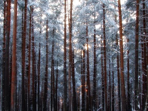 sunny day in the pines forest