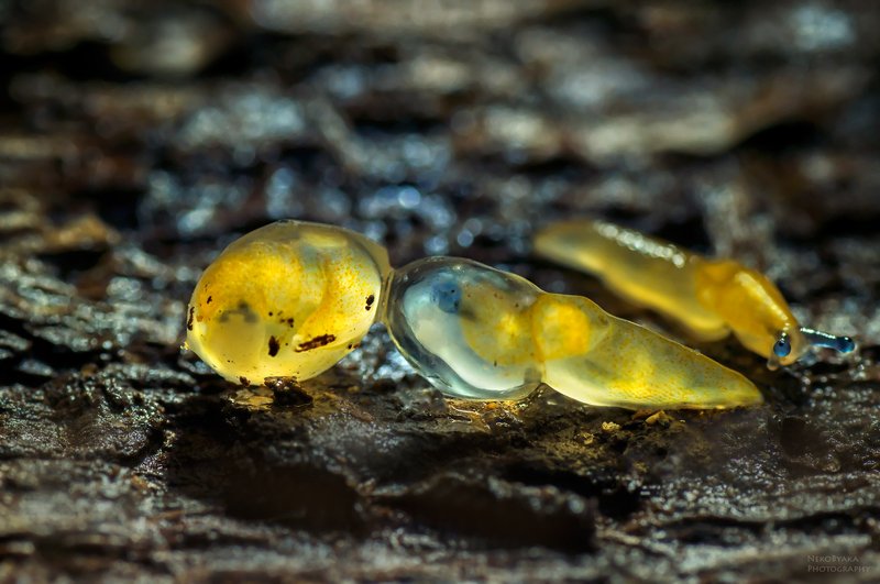 природа, слизни, макро, яйца, кладка, nature, slugs, macro, eggs, laying привет, новый мир фото превью