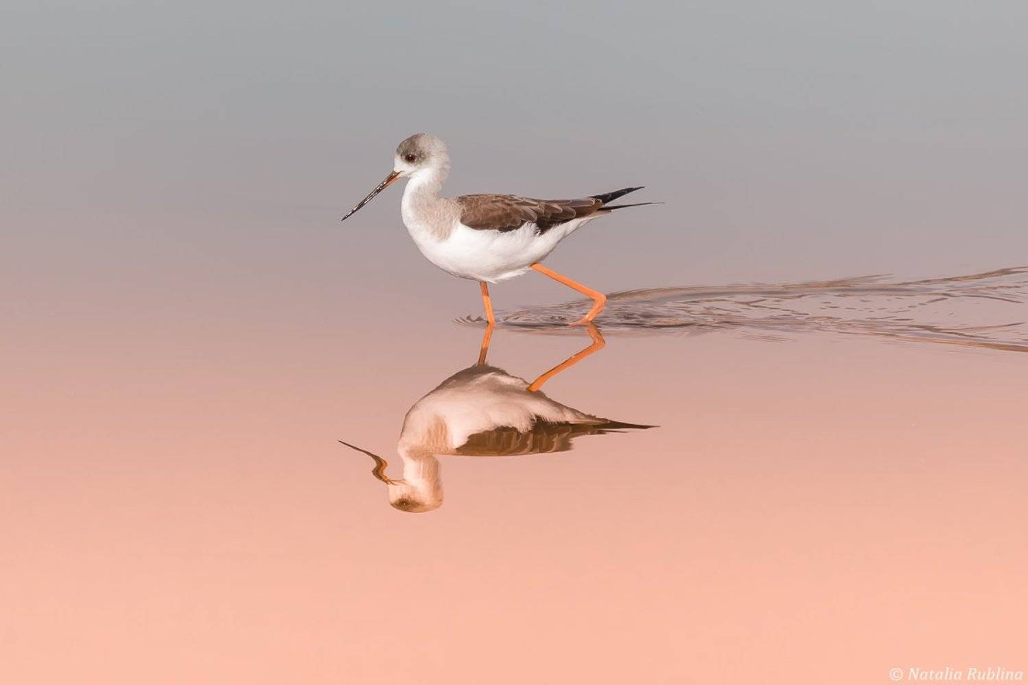 ходулочник,птица,птицы,животные,природа,отражение,минимализм,зеркало, Наталья Рублина