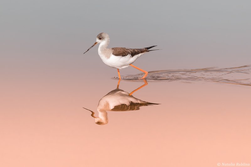 ходулочник,птица,птицы,животные,природа,отражение,минимализм,зеркало Ходулочник на мелководье... фото превью