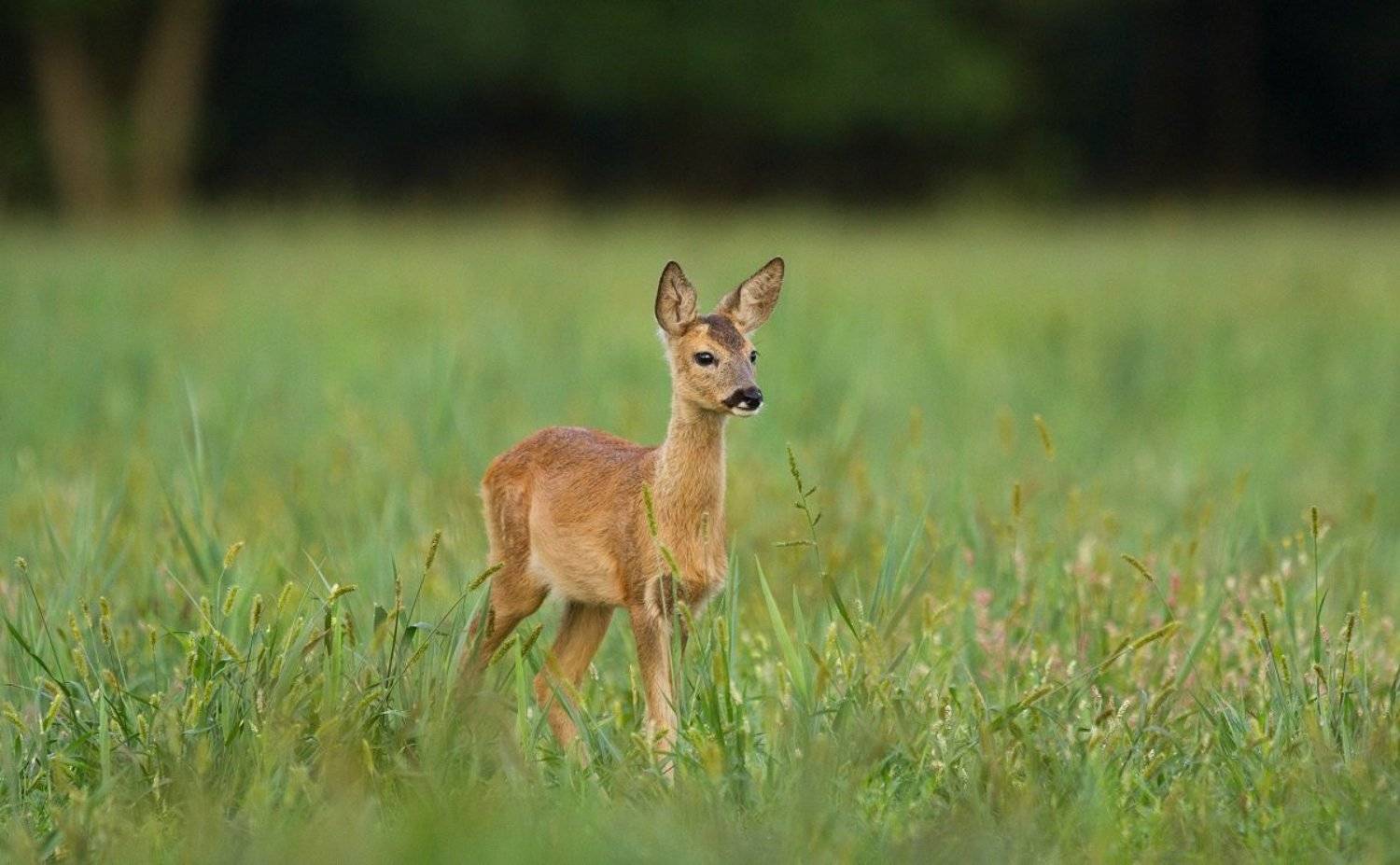 , Janina J?drzejewska-Szombara