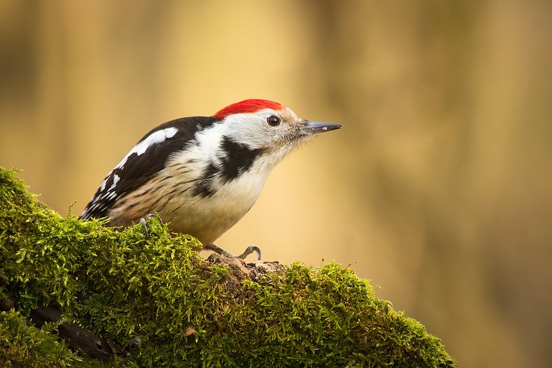 Middle spotted woodpecker фото превью