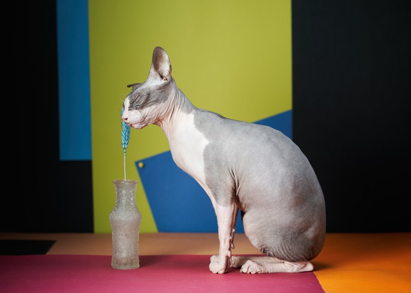 #искусство #сфинксы в натюрморте #кот #sphinks Миру - мир! фото превью