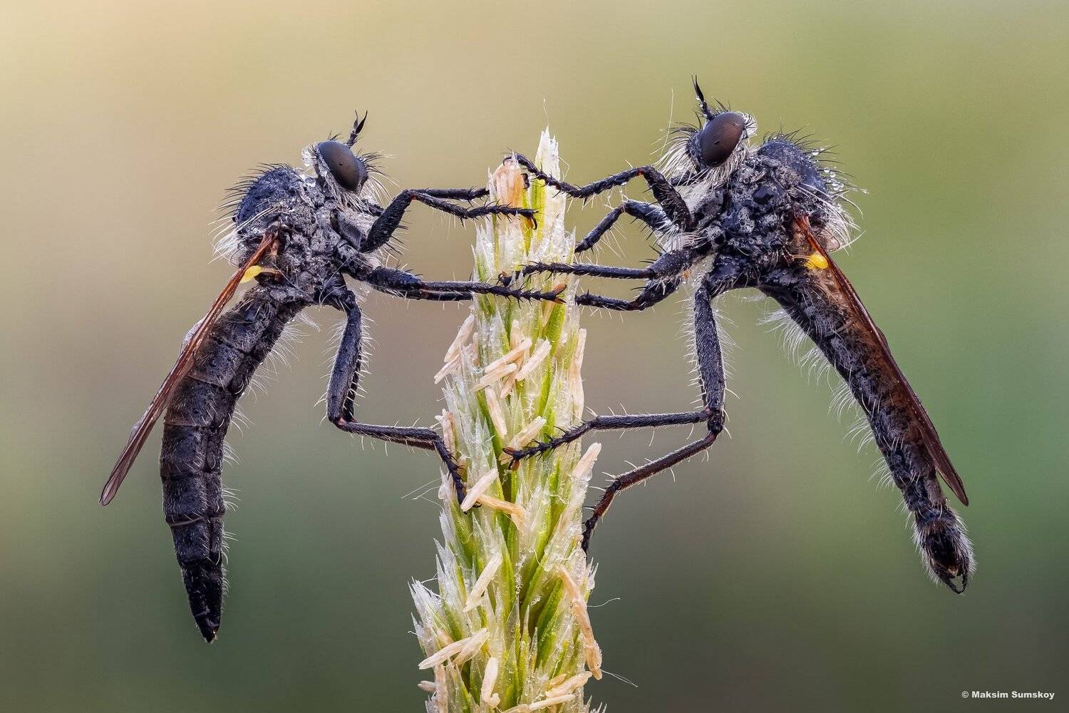 рассвет,ктырь,стекинг,вега-11у, Максим Сумской
