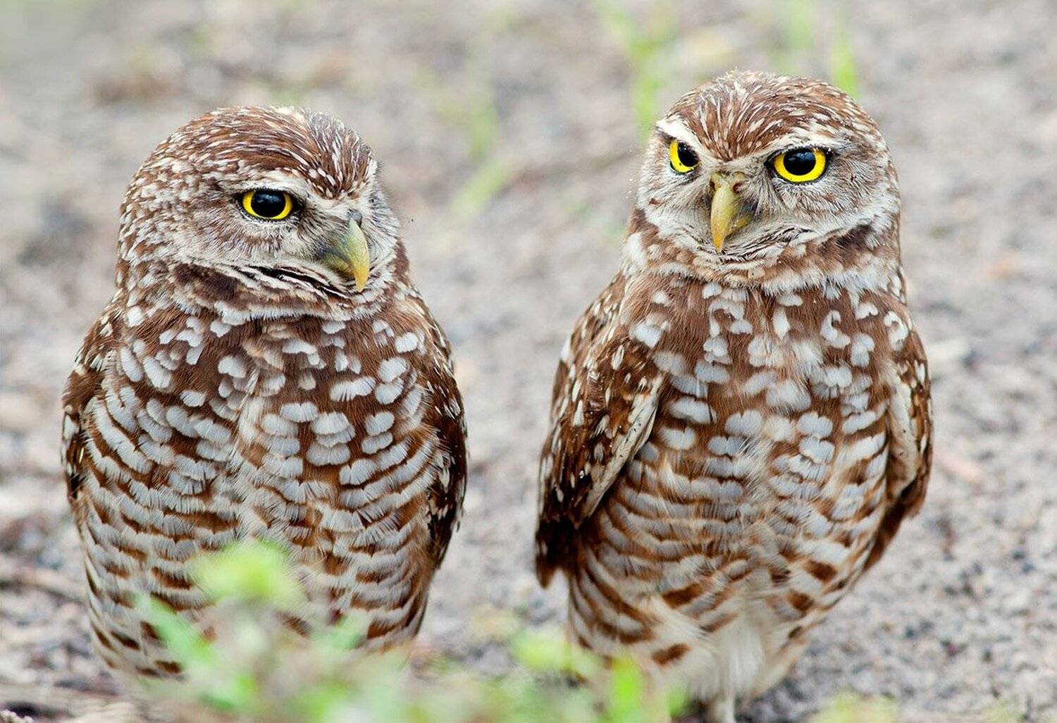 кроличий сыч, florida,burrowing owl, owl, флорида,сыч, Elizabeth Etkind