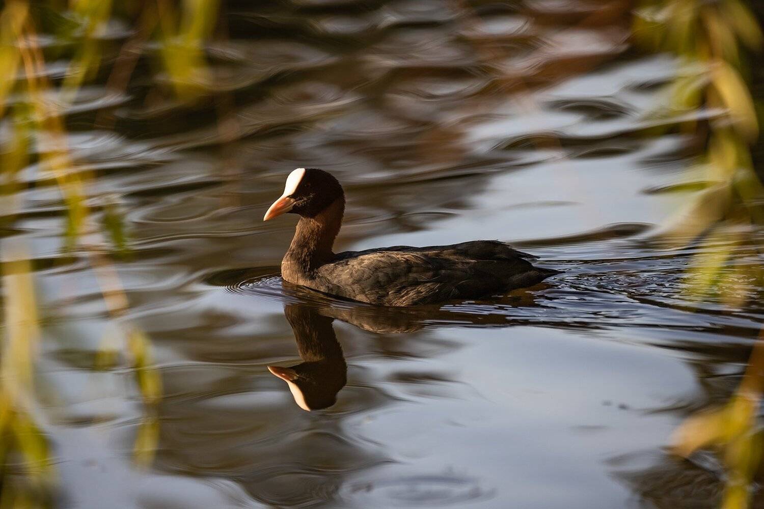 , Илья Михеев