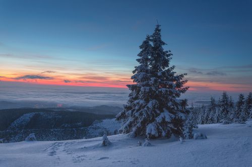 Winter Awakening