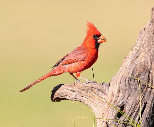 Northern Cardinal male - Красный кардинал самец