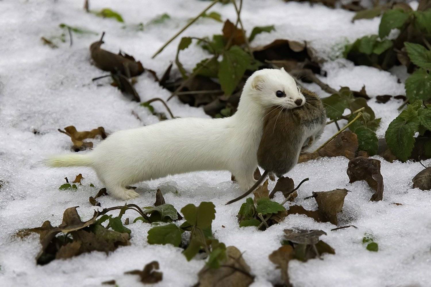 ласка, добыча, зима, Наталия Сытина