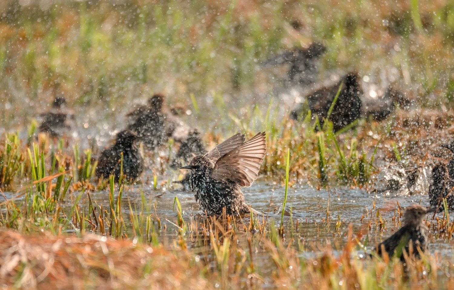 скворцы, купание скворцов, купание птиц, брызги, птицы в луже, птицы на поле, птицы в брызгах, Sturnus vulgaris, осень, Лотошинский район, Подмосковье, Ксения Соварцева