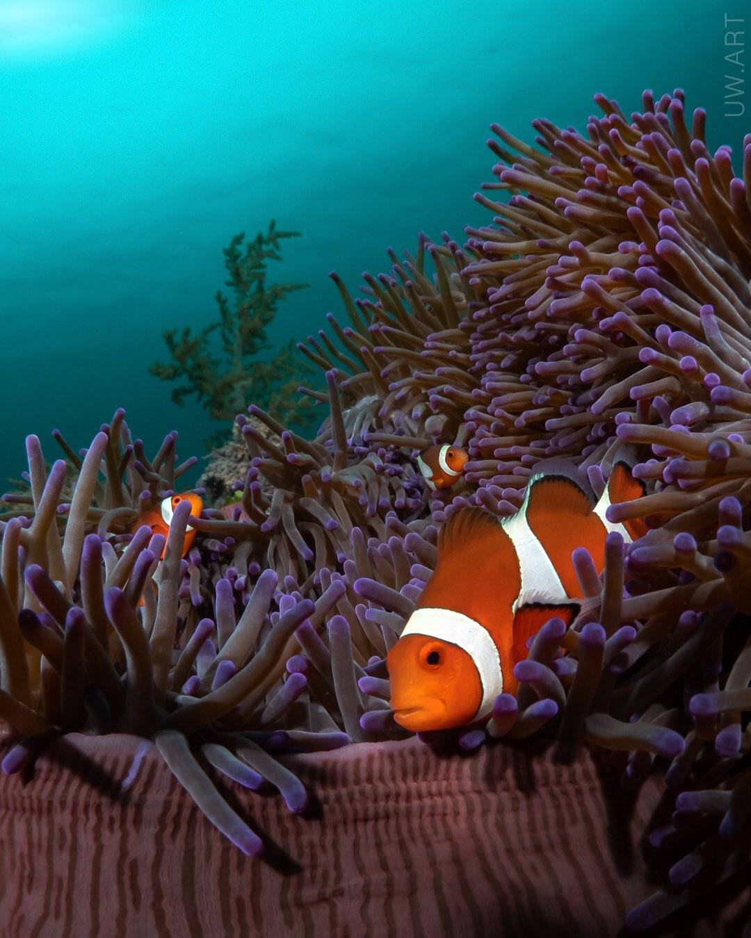 , Андрей Савин