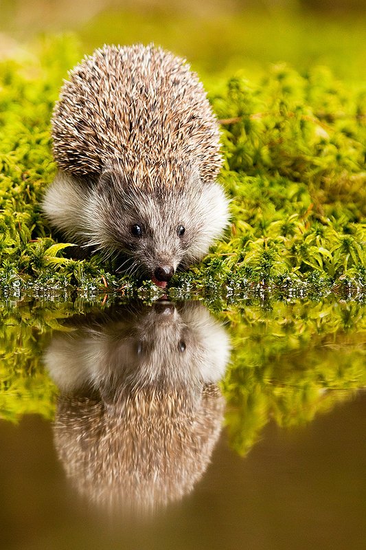 Еж фото превью