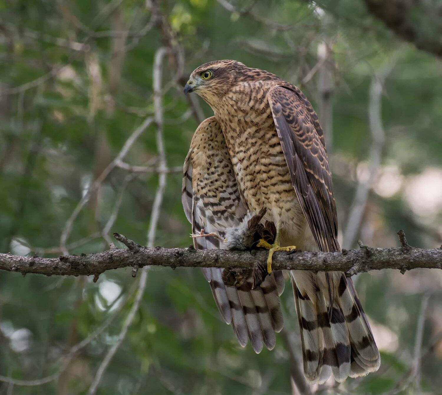 birds, хищная птица, ястреб перепелятник, добыча,, Марина Мочалова