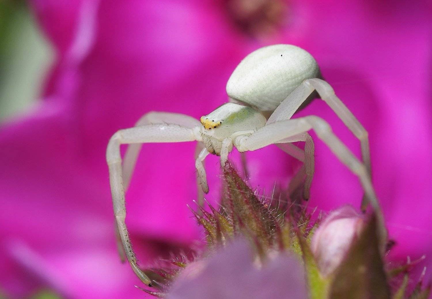 , Сергей Харитон