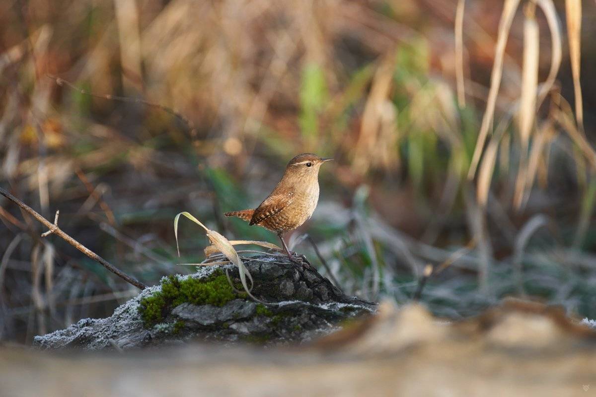 eurasian wren, bird, wildlife, Wojciech Grzanka