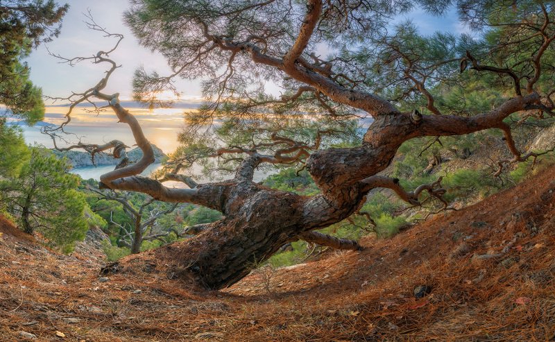 Сосны Нового света фото превью