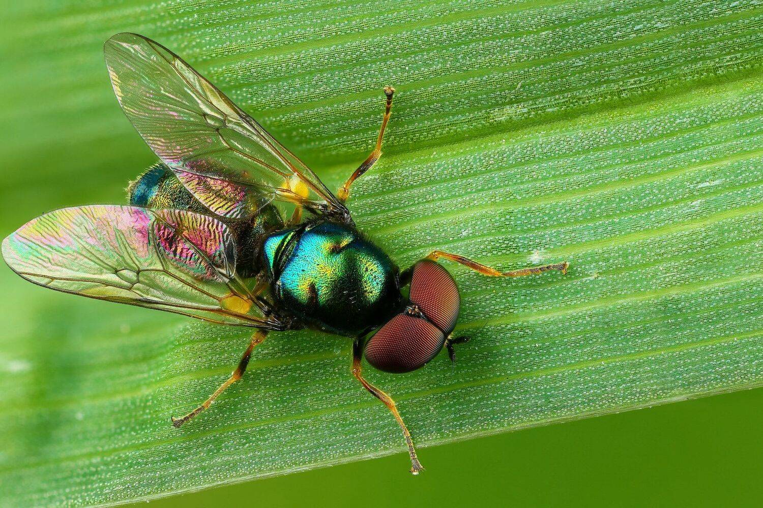 муха макро природа трава цвет зеленый растение, Андрей Шаповалов