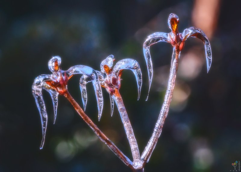 Ice Angels фото превью