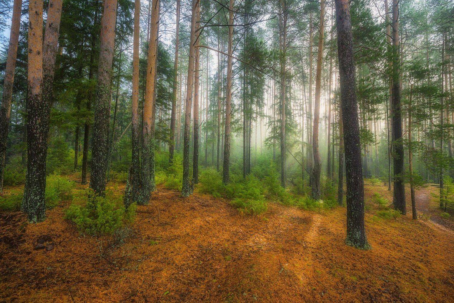 , Устюжанин Михаил