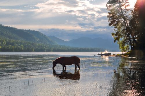 вечерний водопой