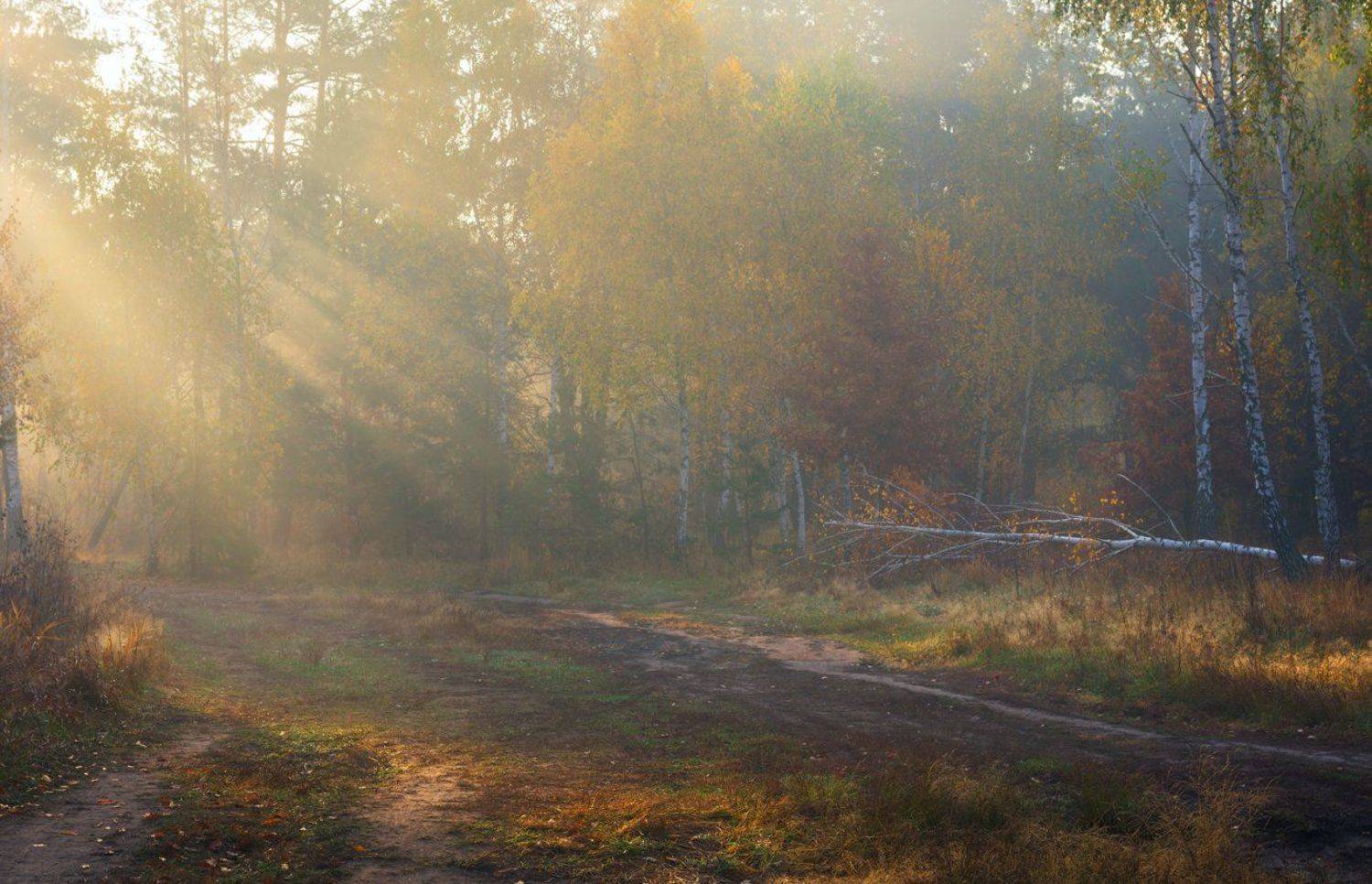 луг, осень, октябрь, утро, рассвет, туман, лучи, Галанзовская Оксана