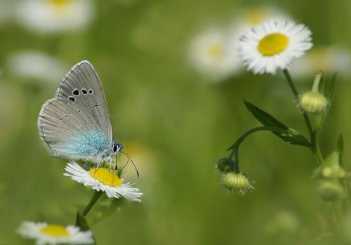 Голубянка Алексис