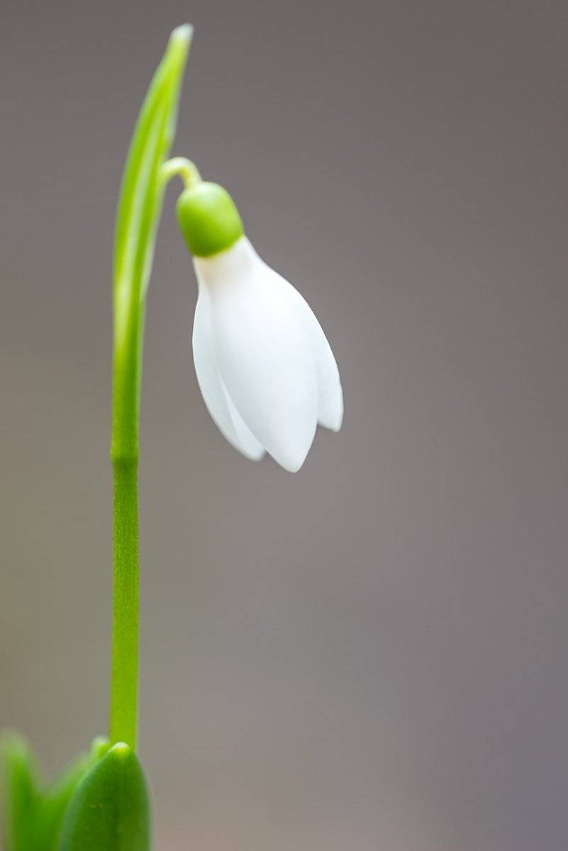 , Александр Земляной