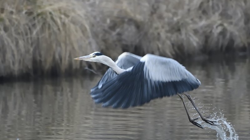 птицы birds slovakia Ardea cinerea фото превью