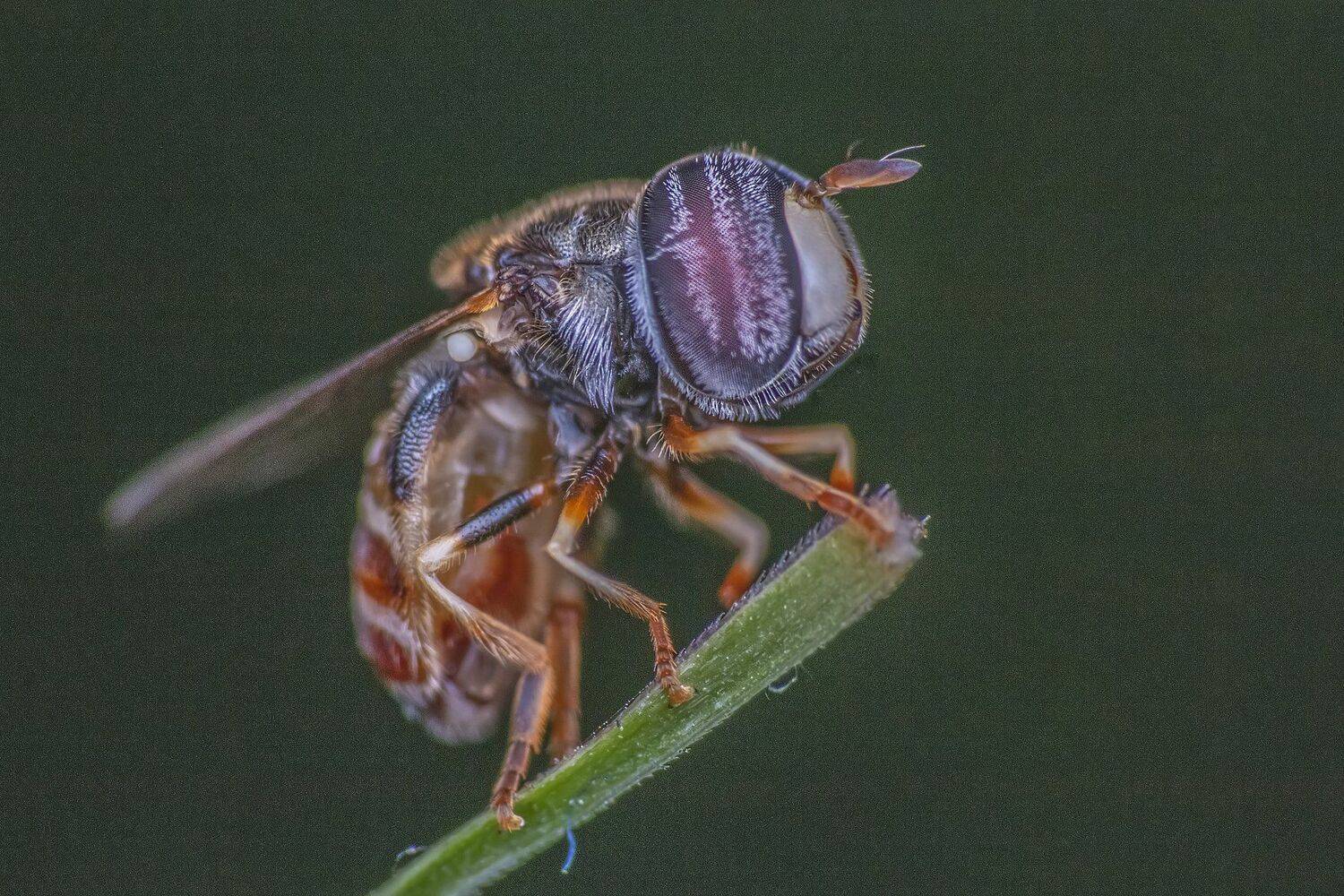 Bug, bugs, insect, macro, close up, beautiful, beauty, nicely, grass, garden, park, forest, field, wildlife, animal, smallfly, , NeCoTi ChonTin