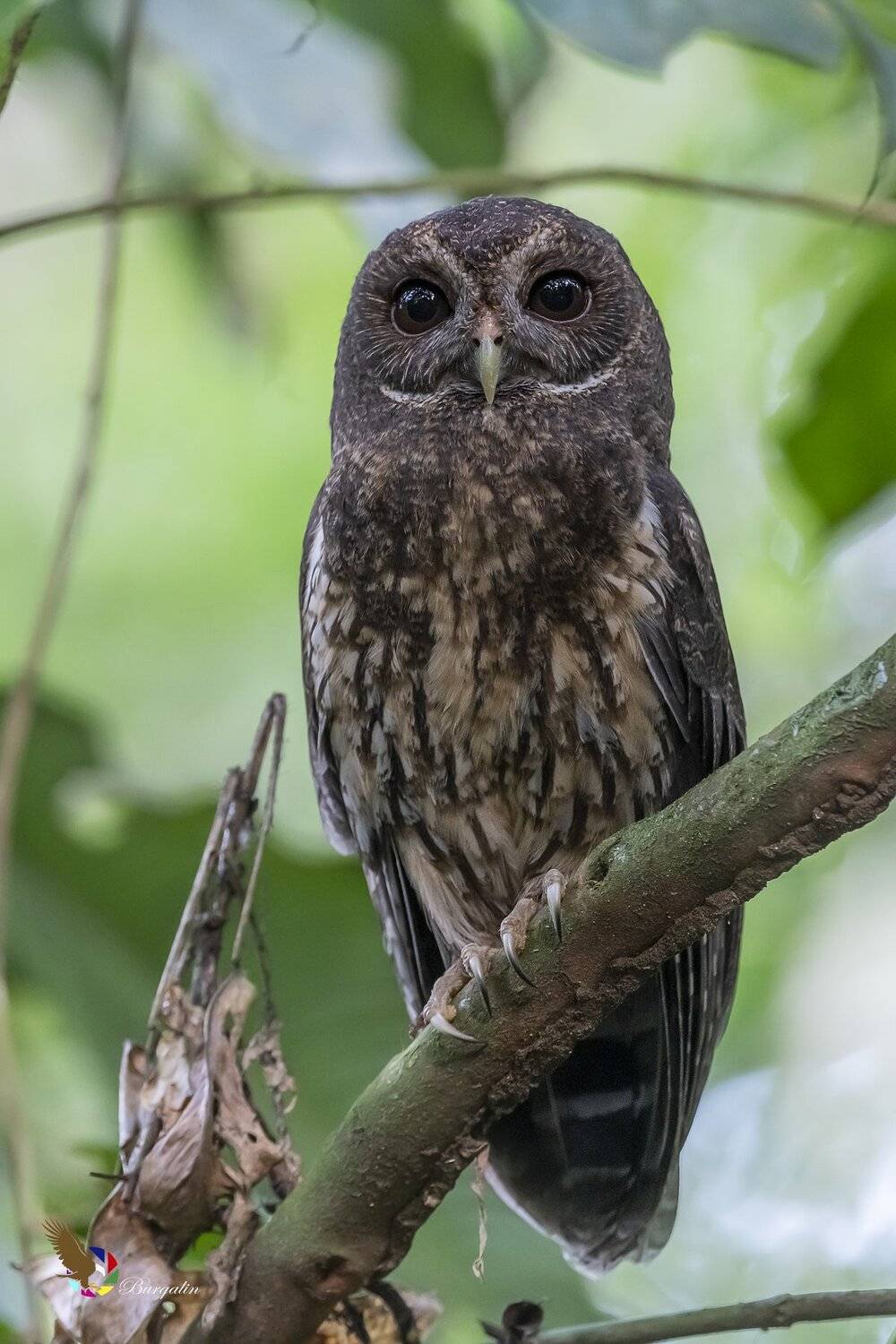 , Fernando Burgalin Sequeira