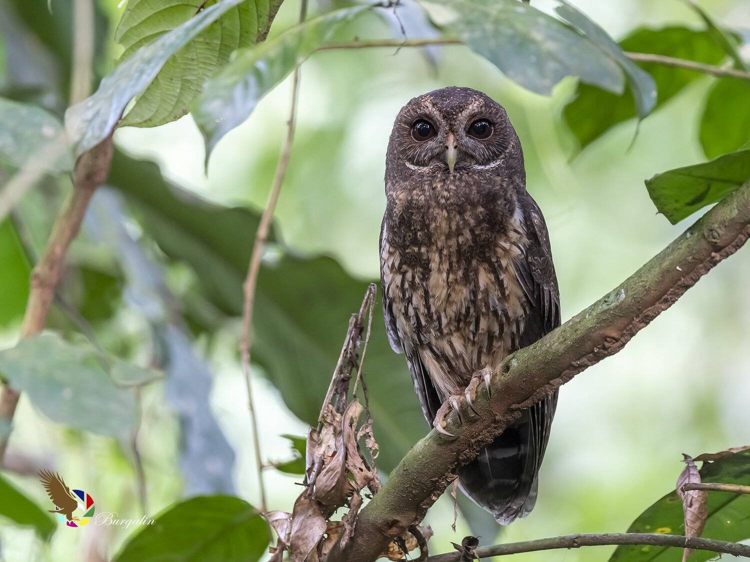 , Fernando Burgalin Sequeira