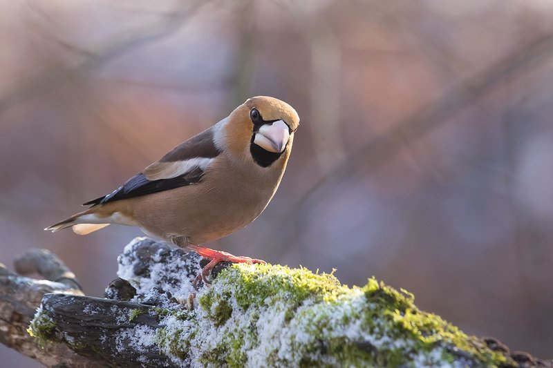 дубонос фото превью
