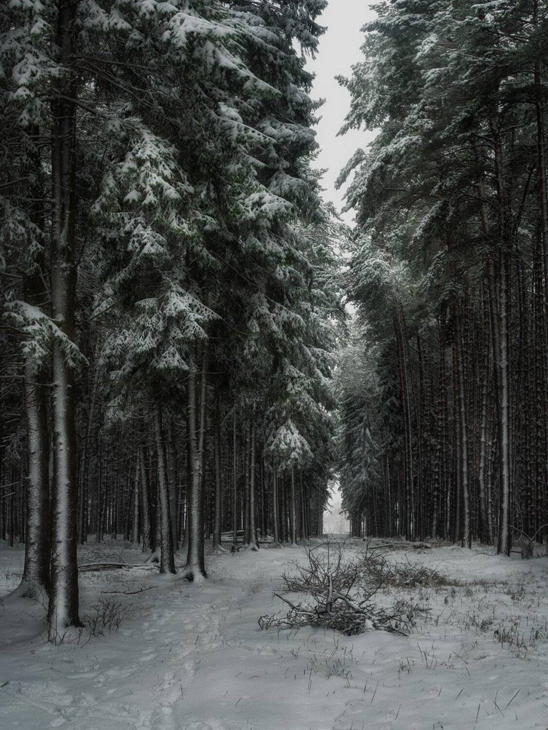 лес, ельник, утро, природа, Баранов Олег