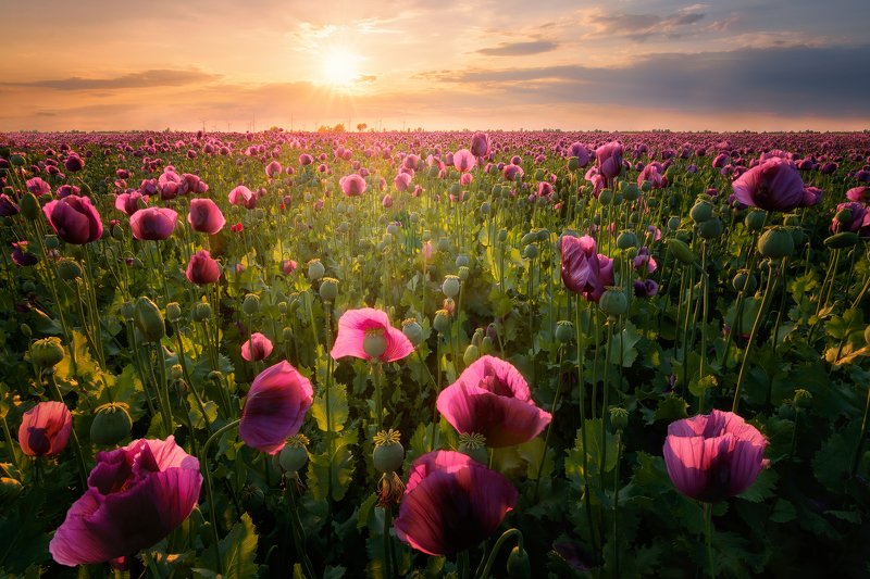 In the poppy field фото превью