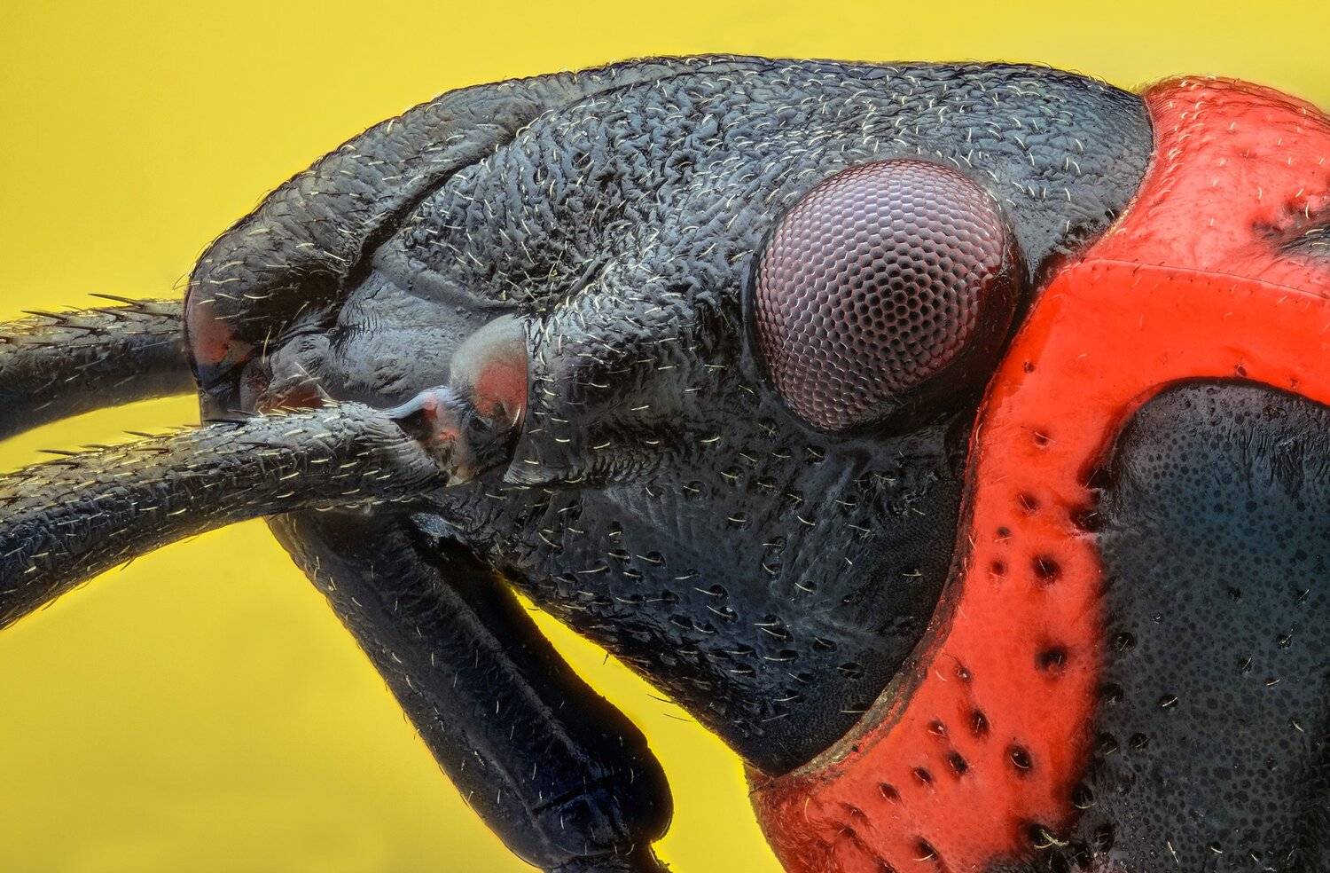 ceclii, macro, extrememacro, nikon d3400, semiplan 6.3, Tsvetan Ganev