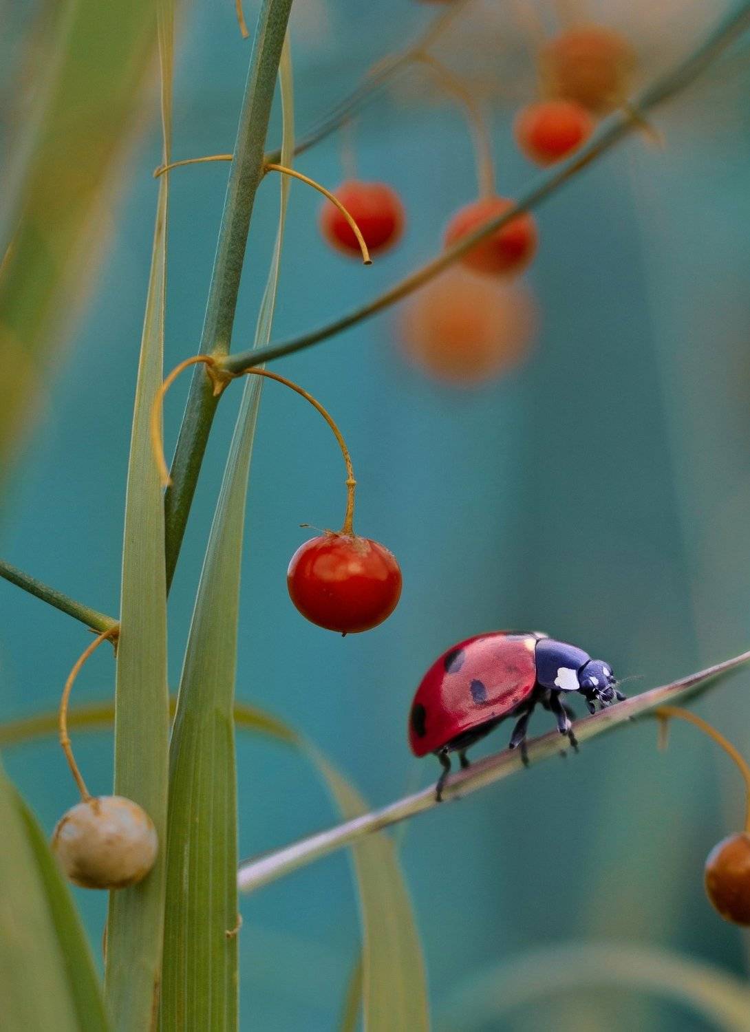 макро, природа, nature, macro, насекомые, insect, ladybug, божьякоровка, Юлия Хворостяная