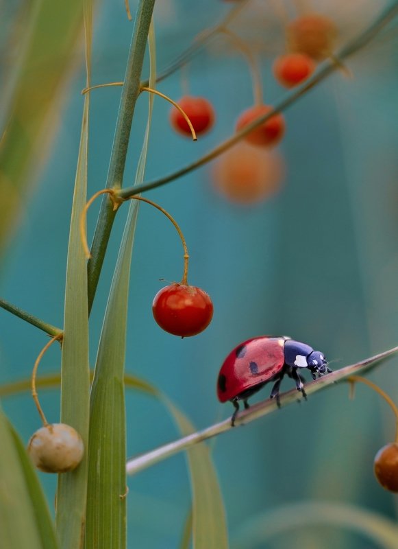 макро, природа, nature, macro, насекомые, insect, ladybug, божьякоровка  фото превью