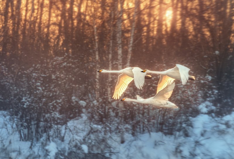 Лебеди, Закат, Озеро Светлое, Алтай, Алтайский край Вдоль заката фото превью