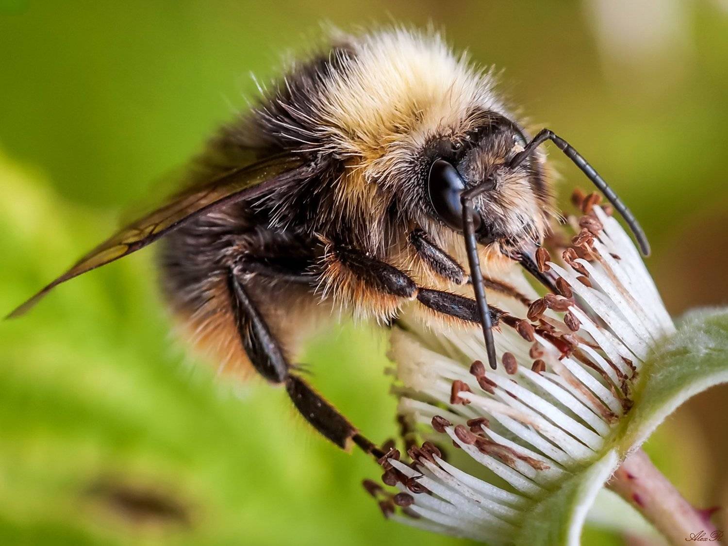 , Razgulyaev Aleksandr