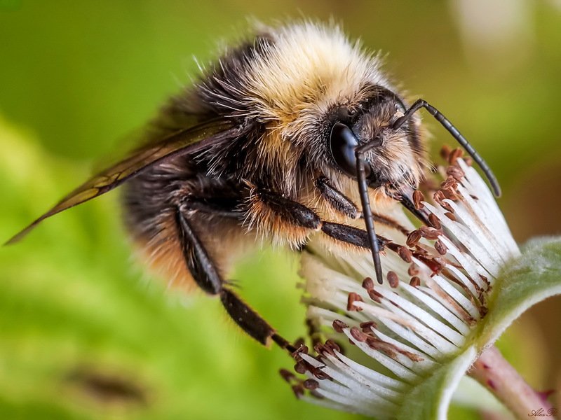 Шмель на цветке фото превью