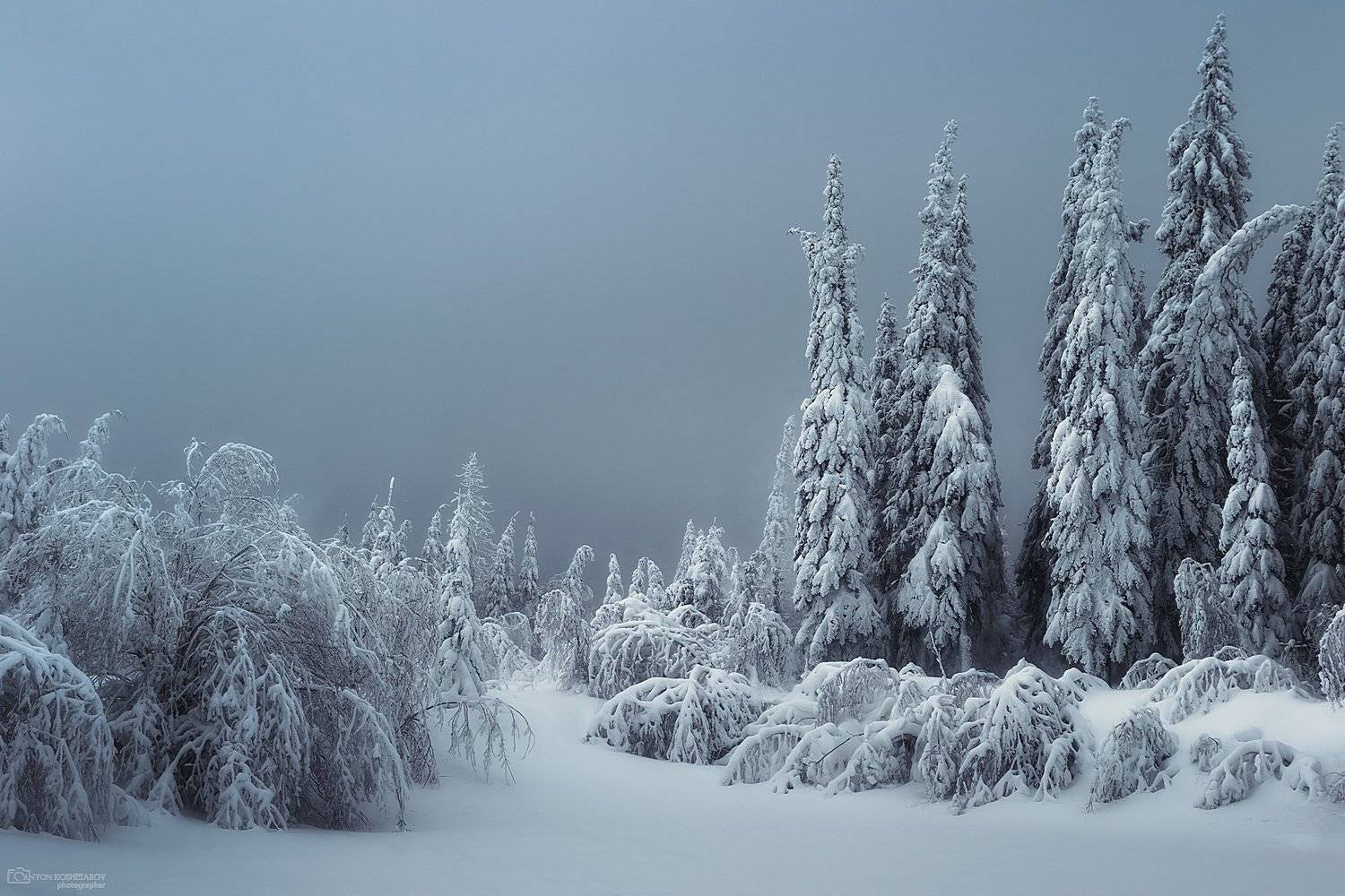 , Антон Кошетаров