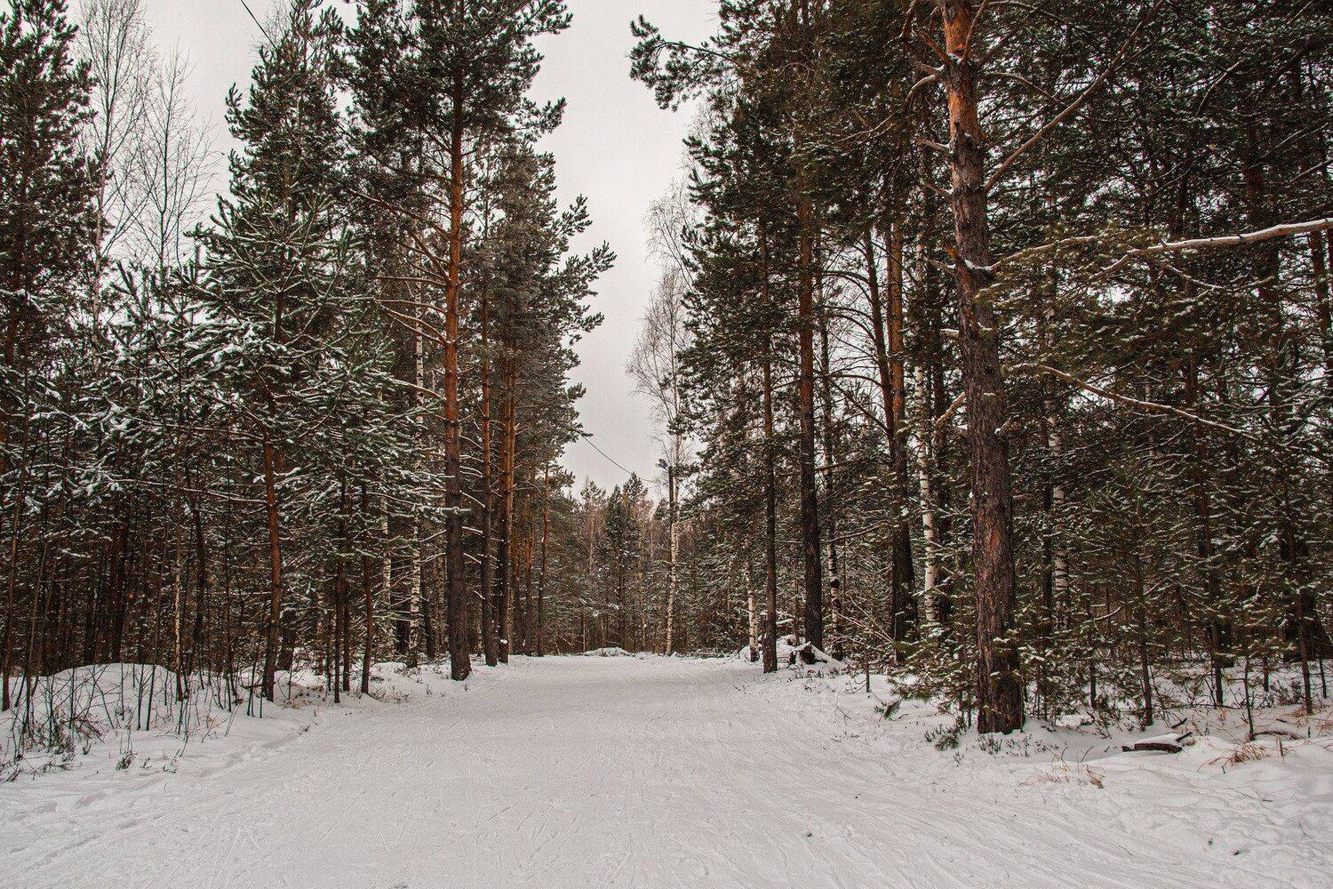 пейзаж, кулебаки, landscape, winter, зима, снег, snow, forest, сосны, pine trees, Владимир Васильев