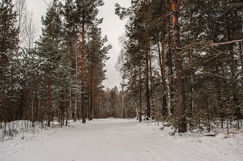 Зима, лес..., прогулка
