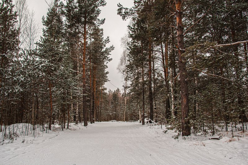 Зима, лес..., прогулка фото превью