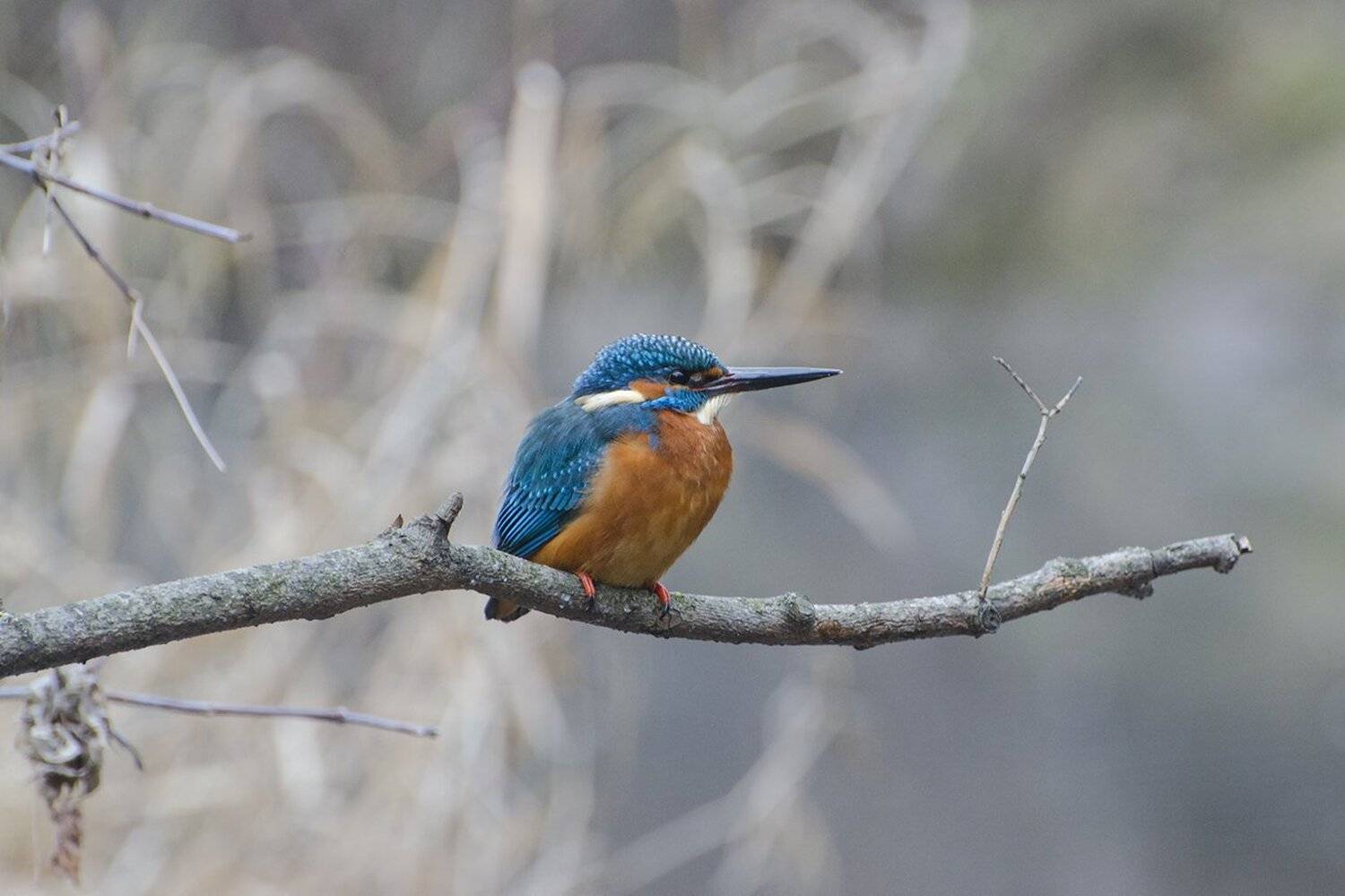 птица, зимородок, Михаил Агеев